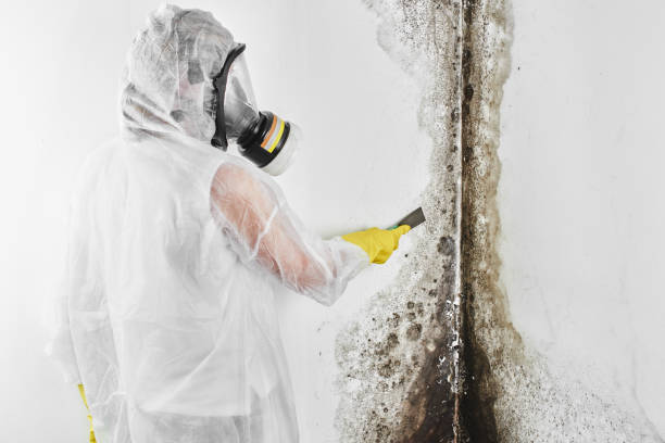 Best Black Mold Removal  in Derry, PA