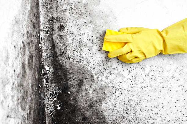 Best Office Mold Removal Services  in Derry, PA