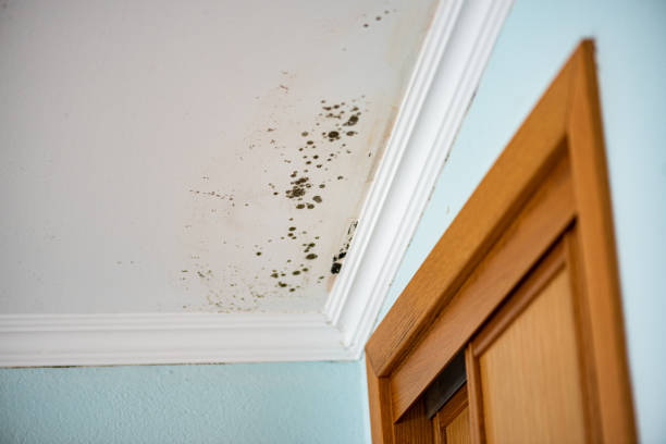 Best Commercial Mold Removal  in Derry, PA