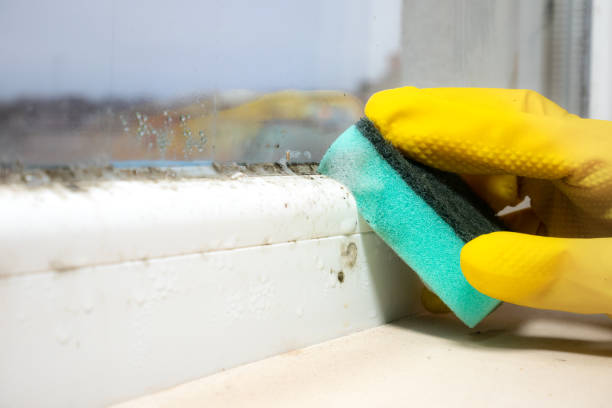 Professional Mold Removal in Derry, PA