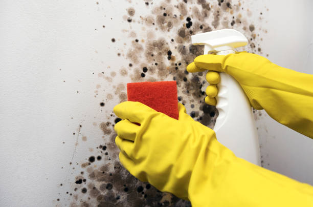 Best Black Mold Removal  in Derry, PA